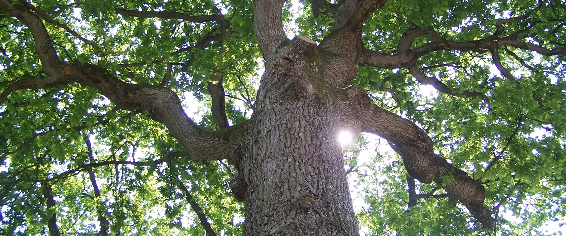 albero della vita